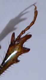 Melinopterus reyi
